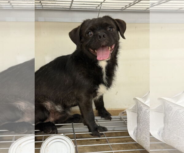 Medium Photo #2 Pug-Unknown Mix Puppy For Sale in San Diego, CA, USA