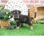Small #3 Schnauzer (Miniature)