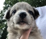 Small Photo #7 Australian Shepherd Puppy For Sale in SILVER CREEK, MS, USA