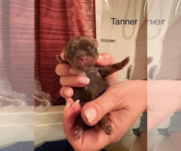 Medium Photo #2 Shorkie Tzu Puppy For Sale in SCOTTSDALE, AZ, USA