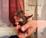 Small Photo #31 Shorkie Tzu Puppy For Sale in SCOTTSDALE, AZ, USA