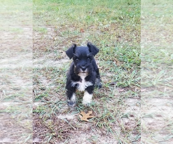 Medium Photo #4 Schnauzer (Miniature) Puppy For Sale in WHEELER, WI, USA