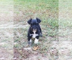 Small Photo #4 Schnauzer (Miniature) Puppy For Sale in WHEELER, WI, USA