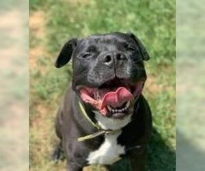 Deitz - Male Bulloxer Dog for Adoption - Photo #3