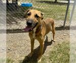 Small #1 German Shepherd Dog Mix