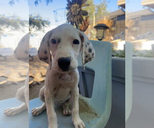 Beagle-Unknown Mix Dogs for adoption in Apple Valley, CA, USA