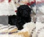 Small Photo #1 Labradoodle Puppy For Sale in BIGFORK, MT, USA