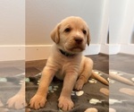 Small #5 Labrador Retriever