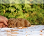 Small #17 Poodle (Toy)
