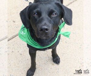 Borador Dogs for adoption in Washington, DC, USA