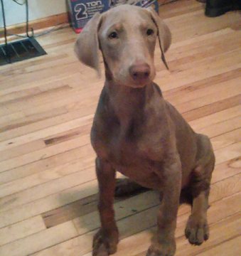 Medium Photo #1 Doberman Pinscher Puppy For Sale in INDEPENDENCE, MO, USA