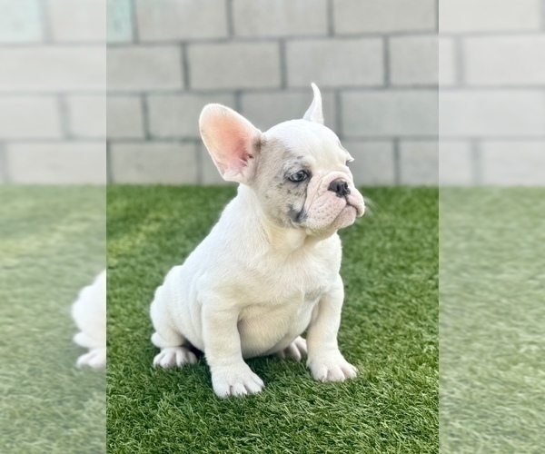 Medium Photo #8 French Bulldog Puppy For Sale in MINNEAPOLIS, MN, USA