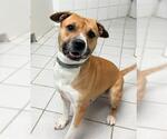 Small #4 American Pit Bull Terrier Mix