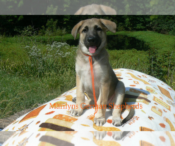 Medium Photo #6 German Shepherd Dog Puppy For Sale in PIEDMONT, MO, USA