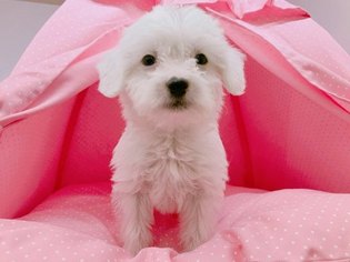 Mal-Shi Puppy for sale in TEMPLE CITY, CA, USA