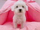 Small Photo #1 Mal-Shi Puppy For Sale in TEMPLE CITY, CA, USA