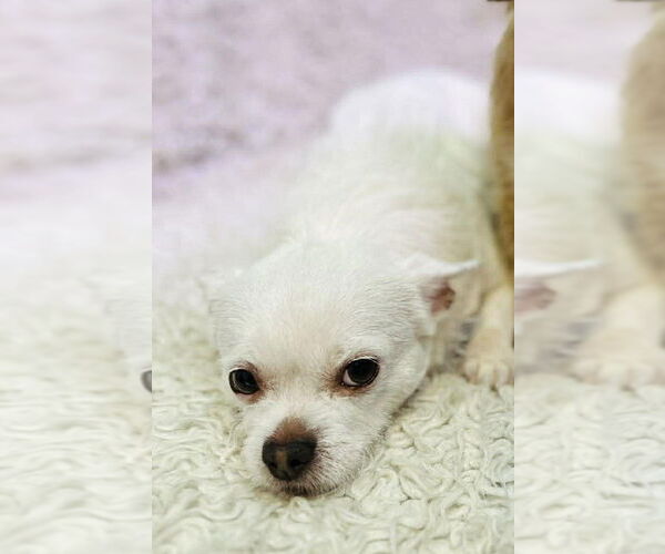 Medium Photo #7 Chihuahua-Unknown Mix Puppy For Sale in New York, NY, USA