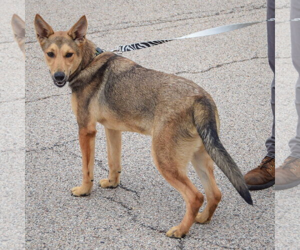 Medium Photo #2 Collie-German Shepherd Dog Mix Puppy For Sale in Huntley, IL, USA
