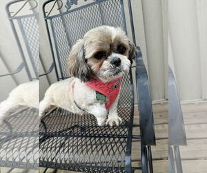 Shih Tzu Dogs for adoption in Sioux Falls, SD, USA