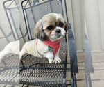 Small Shih Tzu