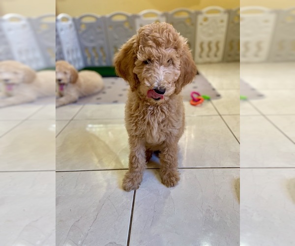 Medium Photo #4 Poodle (Standard) Puppy For Sale in HOMESTEAD, FL, USA