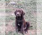 Small #1 Labrador Retriever Mix