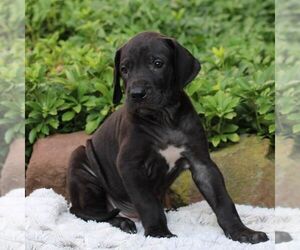 Great Dane Puppy for sale in LITITZ, PA, USA