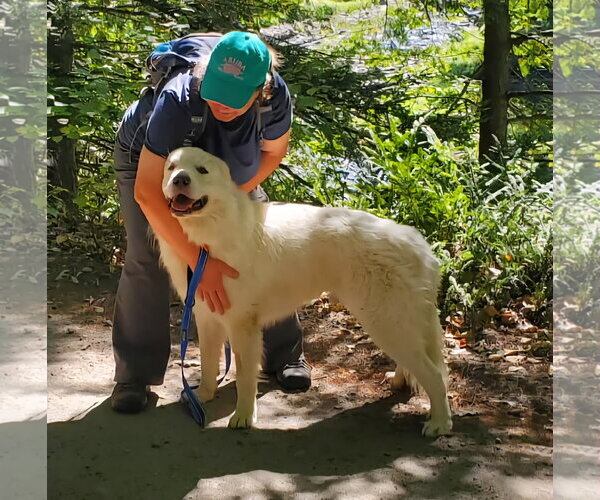 Medium Photo #3 Great Pyrenees Puppy For Sale in Croydon, NH, USA