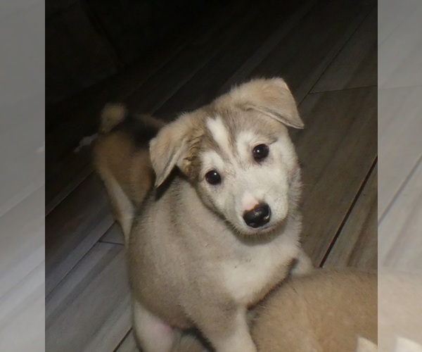 Medium Photo #3 Alaskan Klee Kai-Siberian Husky Mix Puppy For Sale in BANDON, OR, USA