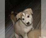 Small #2 Alaskan Klee Kai-Siberian Husky Mix
