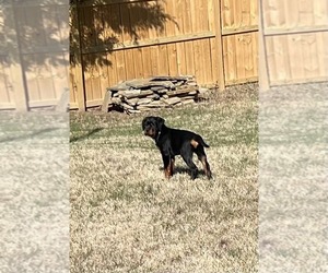 Rottweiler Puppy for sale in GREENBRIER, AR, USA