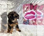 Solo - Male Bernedoodle (Miniature) (+ Poodle Miniature) Puppy for Sale - Photo #4