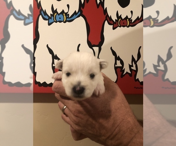 Medium Photo #2 West Highland White Terrier Puppy For Sale in PHOENIX, AZ, USA