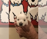 Small Photo #2 West Highland White Terrier Puppy For Sale in PHOENIX, AZ, USA