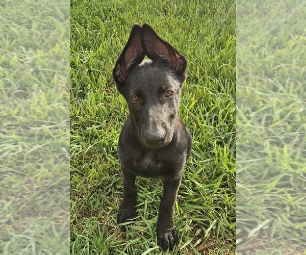Medium Photo #5 German Shepherd Dog Puppy For Sale in NAVASOTA, TX, USA