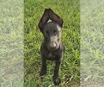 Small #4 German Shepherd Dog
