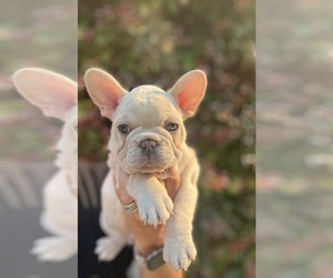 French Bulldog Puppy for Sale in SANTA BARBARA, California USA