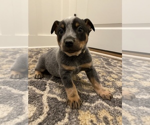 Australian Cattle Dog Puppy for sale in LAWRENCE, KS, USA