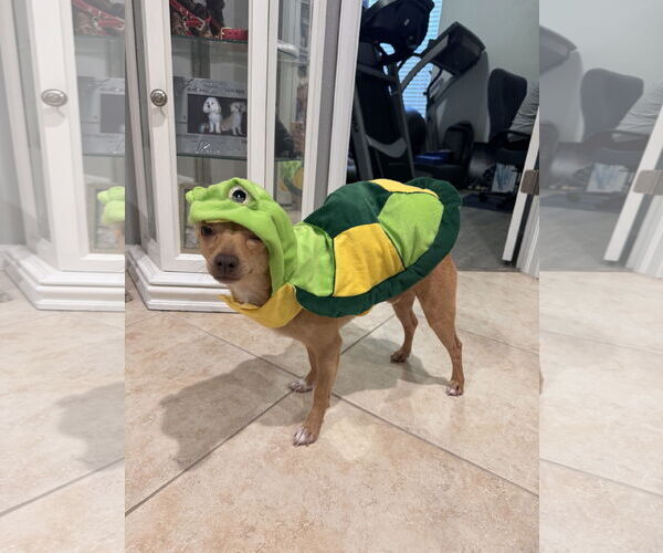 Medium Photo #3 Chihuahua Puppy For Sale in Valrico, FL, USA