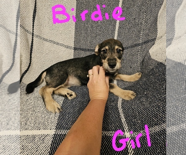 Medium Photo #18 Chizer Puppy For Sale in MONTEZUMA, GA, USA