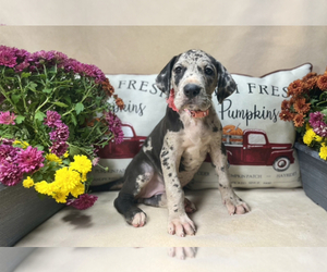 Great Dane Puppy for sale in BIG CANOE, GA, USA