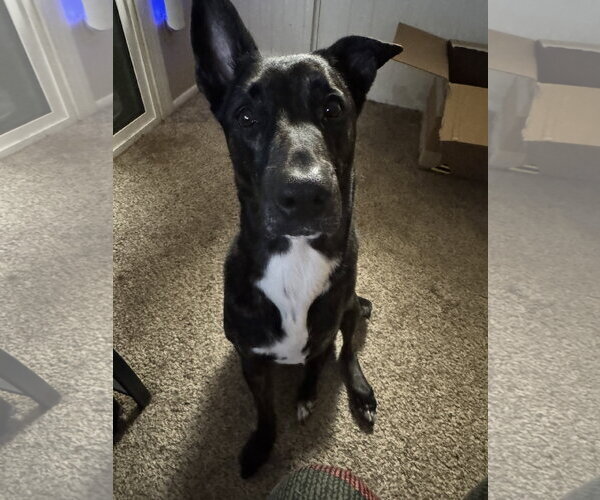 Medium Photo #2 Siberian Husky-Unknown Mix Puppy For Sale in Chandler, AZ, USA