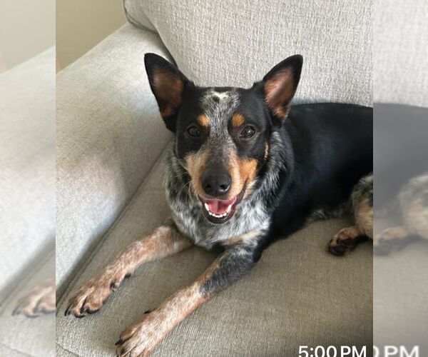 Medium Photo #2 Mutt Puppy For Sale in Cliffwood, NJ, USA