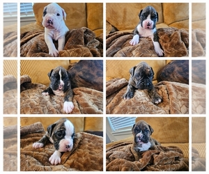 Boxer Puppy for Sale in COMMERCE CITY, Colorado USA