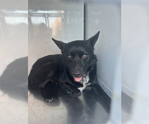 German Shepherd Dog-Unknown Mix Dogs for adoption in Martinez, CA, USA