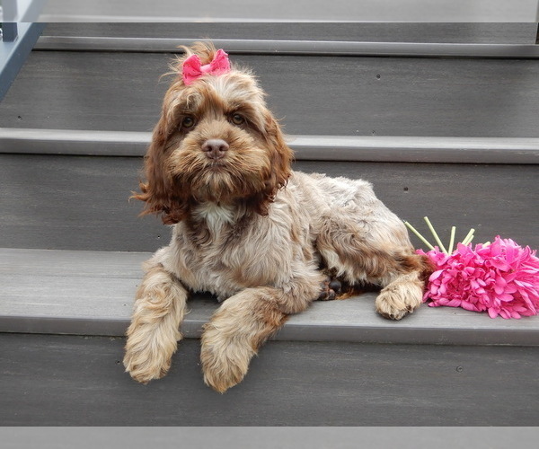 Medium Photo #3 Cockapoo Puppy For Sale in MILLERSBURG, OH, USA