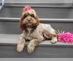 Small #2 Cockapoo