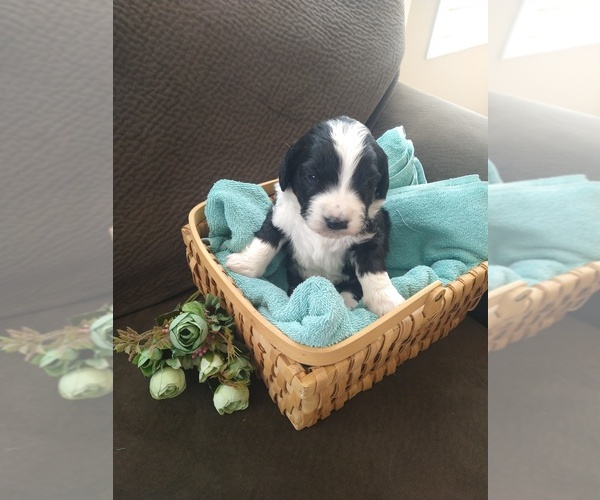 Medium Photo #8 Bernedoodle Puppy For Sale in CALHAN, CO, USA