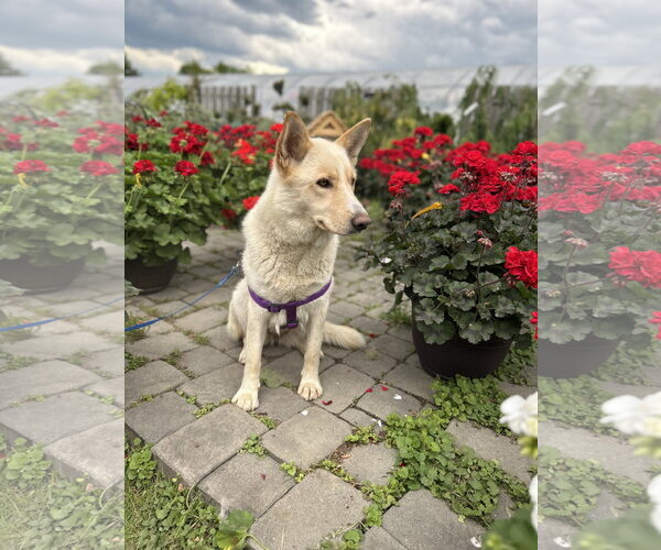 Medium Photo #1 German Shepherd Dog-Unknown Mix Puppy For Sale in Gibbstown, NJ, USA