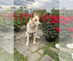 Small German Shepherd Dog Mix